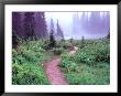 Path To Reflection Lake, Mt. Rainier National Park, Washington, Usa by Janell Davidson Limited Edition Pricing Art Print