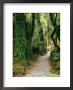 Walking Track To Ship Creek, New Zealand by David Wall Limited Edition Print