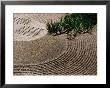 Raked Gravel Zen Garden At Eikando Temple, Kyoto, Japan by Frank Carter Limited Edition Print