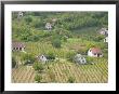 Vineyard View From Calvary Hill, Southern Transdanubia, Hungary by Walter Bibikow Limited Edition Print