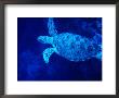 Sea Turtle Swimming, Pulau Sipadan, Sabah, Malaysia by Mark Daffey Limited Edition Print