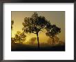 An Outback Suset by Jason Edwards Limited Edition Print