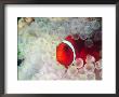 Spinecheek Anemonefish, Bulb-Tipped Anemone, Great Barrier Reef, Papau New Guinea by Stuart Westmoreland Limited Edition Print