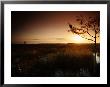 Heron On Cyprus Tree, River Of Grass, Pa-Hey-Okee Overlook, Everglades National Park, Usa by Witold Skrypczak Limited Edition Print