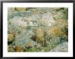 A Young Arctic Fox Peers From Behind Lichen-Covered Granite Boulders by Norbert Rosing Limited Edition Print
