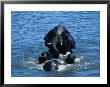 Two African Elephant Bulls Playing In The Water by Beverly Joubert Limited Edition Pricing Art Print