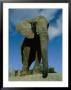An Elephant At The Pittsburgh Zoo by Michael Nichols Limited Edition Print