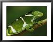 Portrait Of A Crested Iguana Perched On A Tree Branch by Tim Laman Limited Edition Print