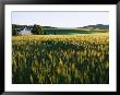 Wheatfields Glowing In The Sun And A Farmhouse In The Distance by Skip Brown Limited Edition Print