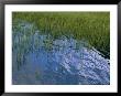 Rippling Water Among Aquatic Grasses In A Marsh by Heather Perry Limited Edition Pricing Art Print