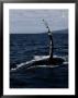 Humpback Whale Off The Coast Of Maui by Wolcott Henry Limited Edition Print