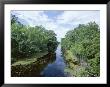 Bayou In Swampland At Jean Lafitte National Historic Park And Preserve, Louisiana, Usa by Robert Francis Limited Edition Print
