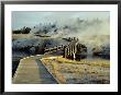 Walkway, Upper Geyser Basin, Yellowstone National Park, Wyoming by Roy Rainford Limited Edition Pricing Art Print