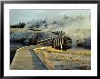 Walkway, Upper Geyser Basin, Yellowstone National Park, Wyoming by Roy Rainford Limited Edition Print