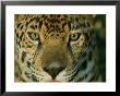 A Jaguar Looks Into The Camera Lens From A Very Close Distance by Steve Winter Limited Edition Pricing Art Print