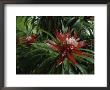 A Close View Of A Tropical, Red Flower by Michael Melford Limited Edition Print