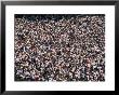 Crowds Numbering Over 100,000 Gather During The College Football Season To Cheer Penn State by Stacy Gold Limited Edition Print