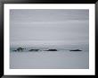 North American River Otters Slide Across The Ice For Fun by Michael S. Quinton Limited Edition Print