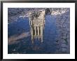 A Puddle Reflects The Central Tower Of The Majestic Washington National Cathedral by Stephen St. John Limited Edition Print