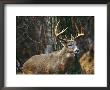 A Portrait Of A 12-Point White-Tailed Deer Buck by Raymond Gehman Limited Edition Print
