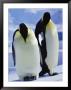 A Pair Of Emperor Penguins, Aptenodytes Forsteri, Standing Together by Bill Curtsinger Limited Edition Print