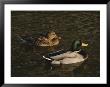 A Pair Of Mallard Ducks Go For A Swim by Ted Spiegel Limited Edition Pricing Art Print