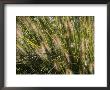 Close View Of Grasses Growing In The Chicago Botanic Garden by Paul Damien Limited Edition Print
