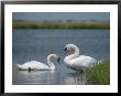 Swans In A Pond by James L. Stanfield Limited Edition Print
