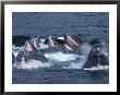 A Group Of Humpback Whales Bubble Net Hunting And Feeding Together by Ralph Lee Hopkins Limited Edition Pricing Art Print
