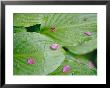 Pink Flower Petals Resting On Dew Drenched Hosta Leaves by Heather Perry Limited Edition Pricing Art Print