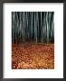 Autumn Leaves Litter The Ground Beneath Bamboo Shoots by Sam Abell Limited Edition Print