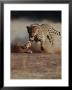 An African Cheetah Kicks Up A Dust Cloud by Chris Johns Limited Edition Print