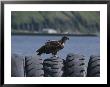 An Immature American Bald Eagle Perched On Worn Tires by Tom Murphy Limited Edition Pricing Art Print