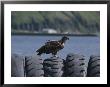 An Immature American Bald Eagle Perched On Worn Tires by Tom Murphy Limited Edition Print