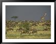 Giraffe And Wildebeests Roam The Landscape by Jason Edwards Limited Edition Print