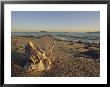 An Open Mollusk Shell On A Beach In Mexico by Ed George Limited Edition Print