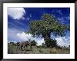 African Elephants And Baobab Tree by Robert Franz Limited Edition Print