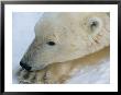 A Polar Bear Rests In The Snow by Paul Nicklen Limited Edition Print