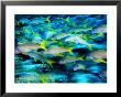 Grunts In Motion, Abacos, Bahamas by Stuart Westmoreland Limited Edition Print