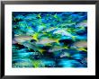 Grunts In Motion, Abacos, Bahamas by Stuart Westmoreland Limited Edition Pricing Art Print