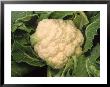 Casa Blanca Cauliflower by Inga Spence Limited Edition Pricing Art Print