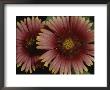 Close-Up Of A Pair Of Indian Blanket Flowers by Brian Gordon Green Limited Edition Print