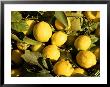 Close-Up Of Lemons In The Market, Menton, Provence, Cote D'azur, France by Sergio Pitamitz Limited Edition Print