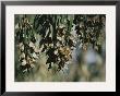 A Group Of Monarch Butterflies Cluster Together To Over-Winter by Rich Reid Limited Edition Print