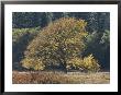 A Yellow Elm Tree Stands Out Against Green Foliage by Marc Moritsch Limited Edition Pricing Art Print
