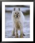 A White Wolf by Paul Nicklen Limited Edition Print