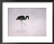 Flamingo Wades In A Thermal Hot Spring In Chiles Atacama Desert by Joel Sartore Limited Edition Pricing Art Print