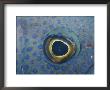 A Close View Of The Eye And Skin Of A Southern Blue Devil Fish by Jason Edwards Limited Edition Print