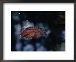 A Japanese Maple Leaf Floats In Some Water by Darlyne A. Murawski Limited Edition Print