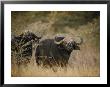 Two Cape Buffalo On The Veldt by Dr. Maurice G. Hornocker Limited Edition Print